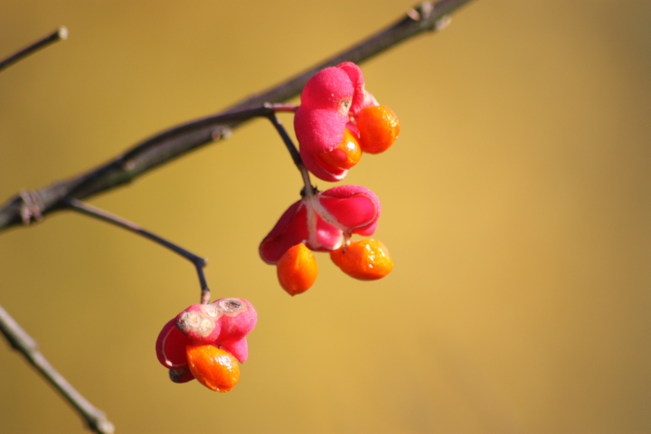 Euonymus europaeus